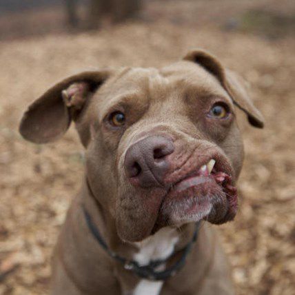 The 6 Most Amazing Pet Rescue Stories of 2013