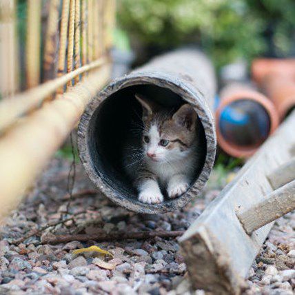 Cancer Sniffing Dogs and Ninja Cats? 5 Pet Stories You Missed This Week