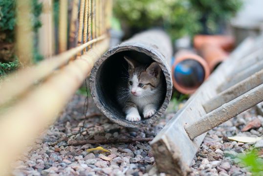 outdoor-cat-roundup-blog