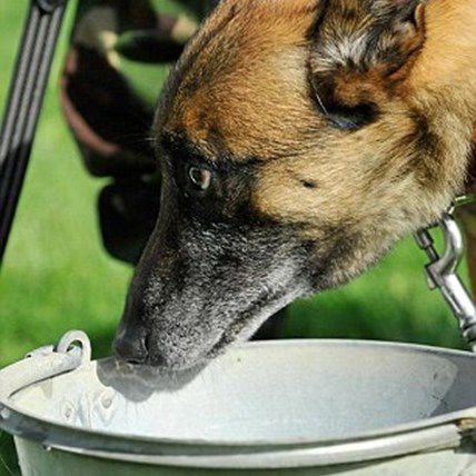 Why Were Dogs Who Guarded Prince William Put Down Last Week?