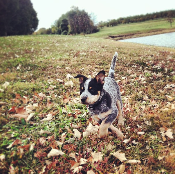 @the_heeler_and_the_hound