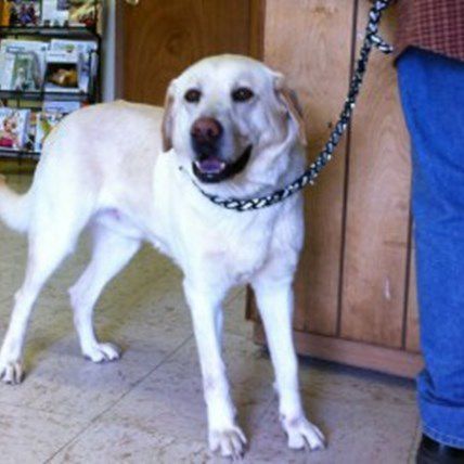 Dog Returned to Family by Mystery Rescuer Day After he Would Have Been on Doggy Death Row