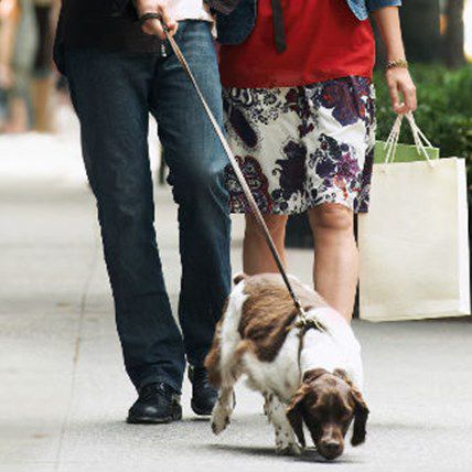 The Top 7 Dog Friendly Cities in America