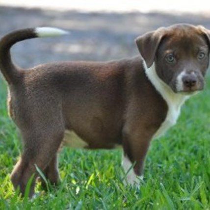 Help These 6 Adoptable Dogs Find Their Forever Home