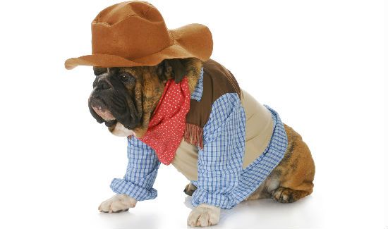 Cowboy-Dog-Blog