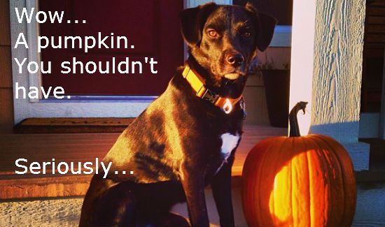 Dog-Hates-Pumpkin