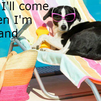 9 Dogs Who Aren't Falling for Fall