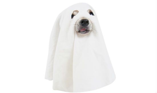 Ghost-Dog-Blog