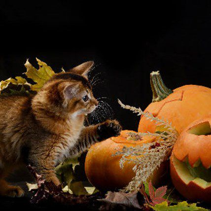 Image for The Only Pet Halloween Guide You'll Ever Need