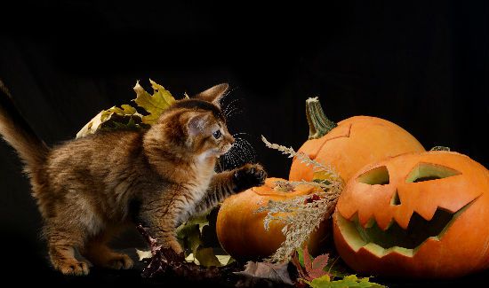 Halloween-Cat-Blog