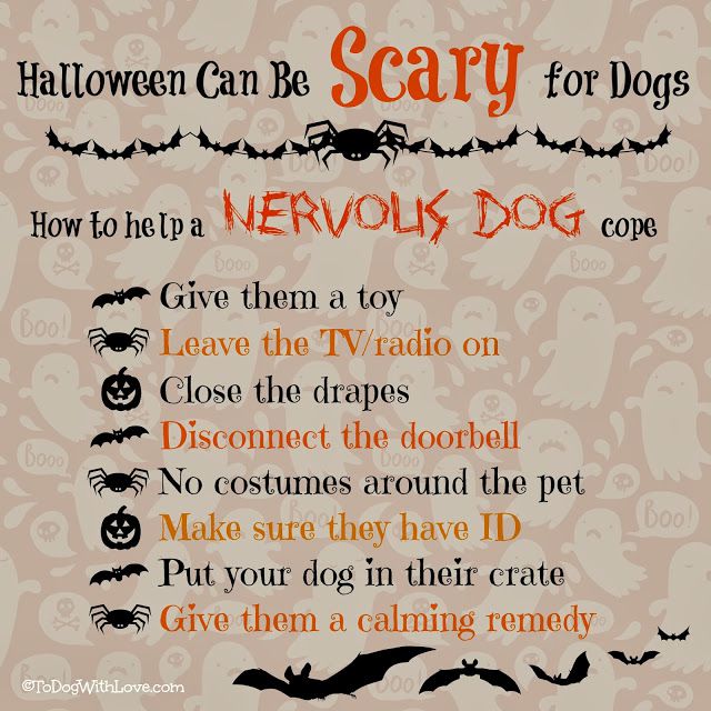 Halloween-tips-for-dog-owners