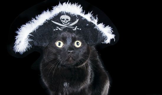 Pirate-Cat-Blog