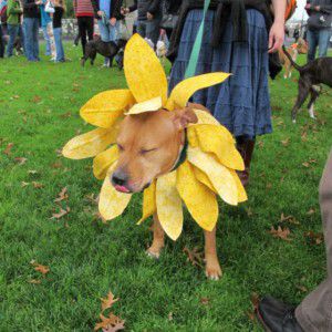 Pitbull-sunflower