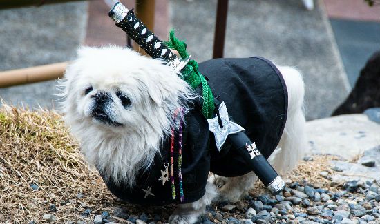 Samurai-Dog-Blog