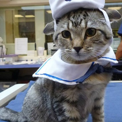 The Best Pet Halloween Tips and Fun on the Web