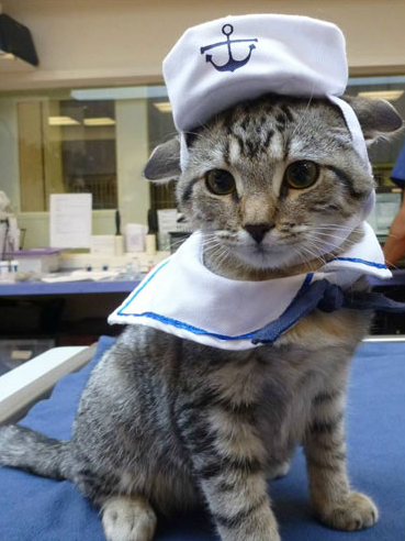 cat-sailor-costume