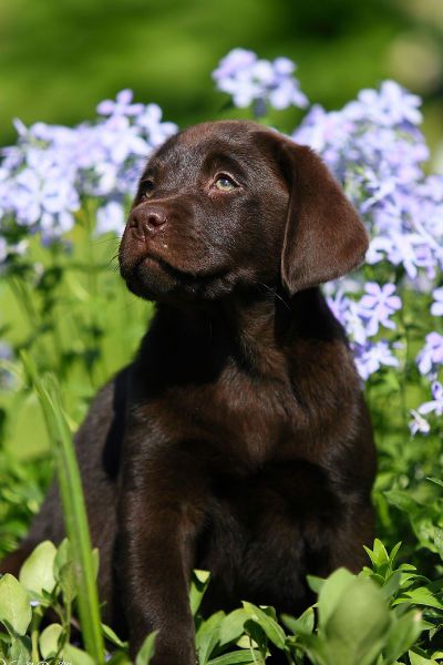 black-lab-puppy