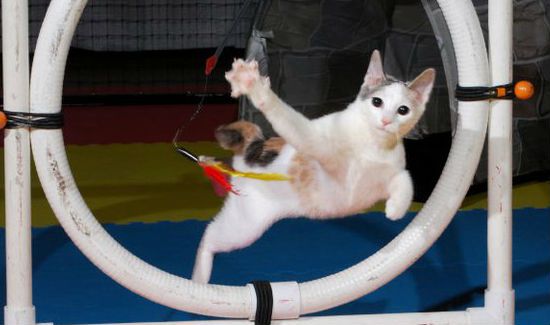 cat-hoop-blog