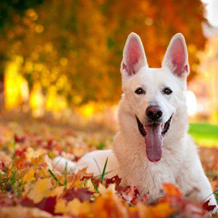 10 Animal Awareness Events and Pet Holidays in October