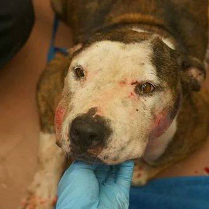 Pit Bull Gives Birth to Healthy Puppy After Being Thrown from a Moving Car