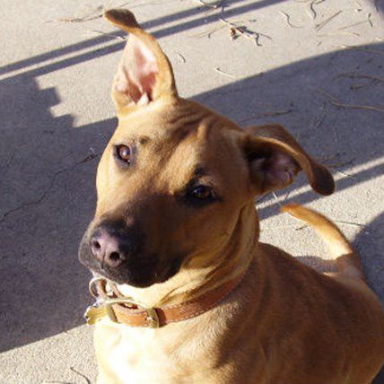 7 Reasons to Adopt Your Next Dog