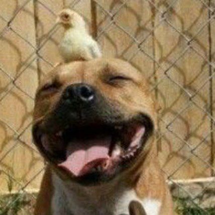 7 Myths About Pit Bulls and Why You Shouldn't Buy Into Them