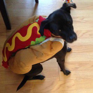 pitbull-hotdog