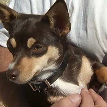 Puppy Rescued After Falling 25 Feet Down an Abandoned Mine Shaft