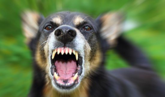 rabies-symptoms