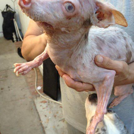 Rosie to the Rescue: Saved from Backyard Breeding, Rosie is an Ambassa-dog for Disabled Pets