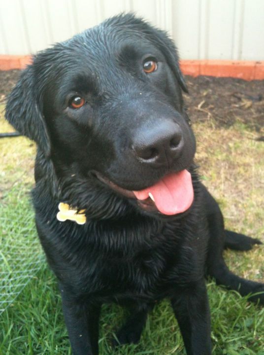 smiling-black-lab