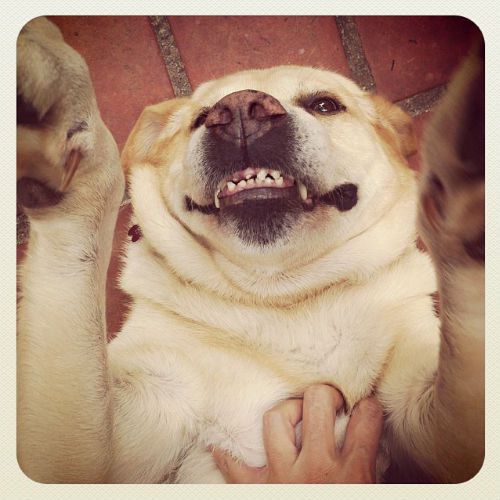 smiling-lab