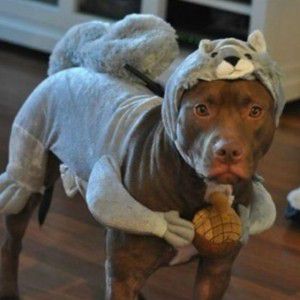 Pit Bulls Who Are Totally Feeling Halloween | PetCareRx