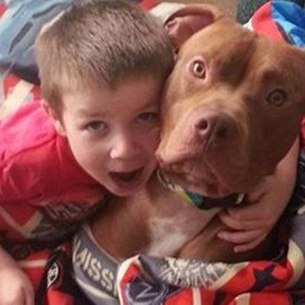 Pit Bull Saves Owner's 4-Year-Old Son Just Days After His Own Rescue