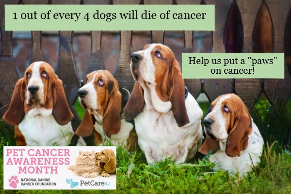 5 Ways to Prevent Cancer in Your Pet | PetCareRx