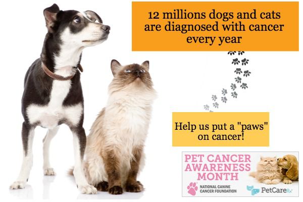 pet-cancer-awareness-month