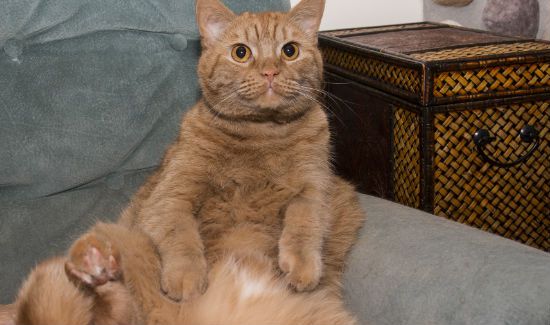 Cat-Posture-Blog