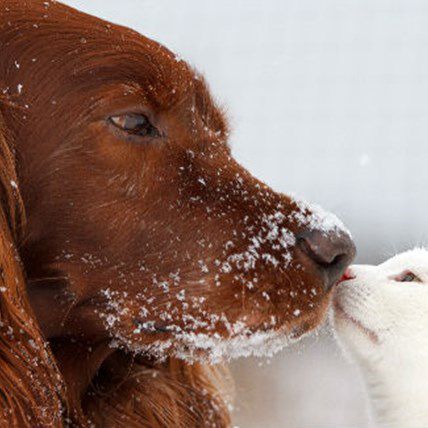 From Mutts to Monkeys: Your December Pet Holidays