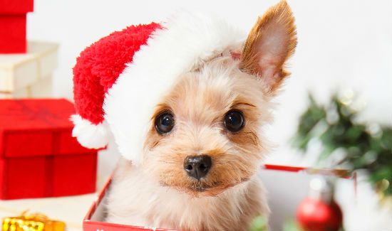 From Mutts to Monkeys: Your December Pet Holidays | PetCareRx