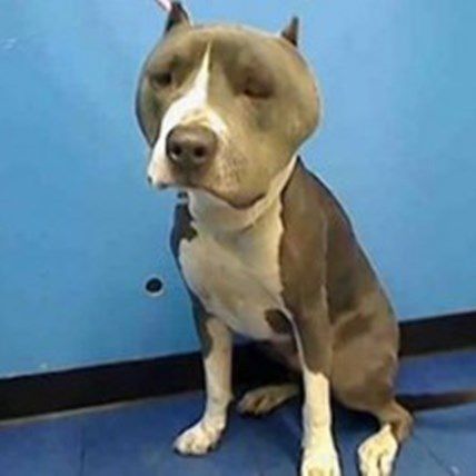 Pit Bull Injured from Dog Fighting on Trial for Death Row, Animal Advocates Suing for Release