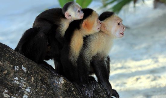 Monkey-Day