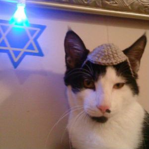 Mortey the Jewish cat