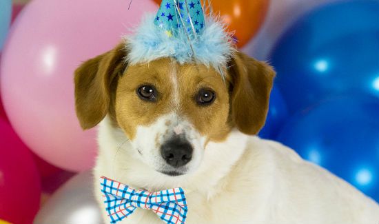 National-Mutt-Day