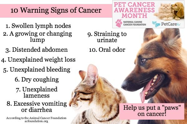 Warning-signs-of-cancer-in-pets