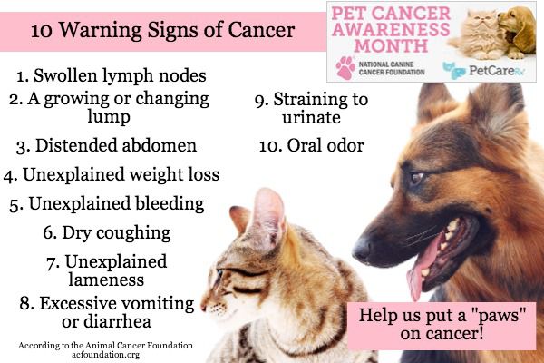  What Are The Symptoms Of Cancer In Dogs 