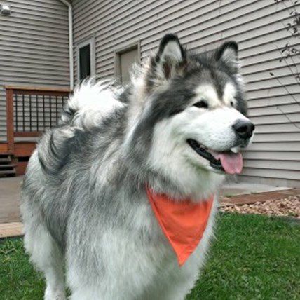 National Pet Cancer Awareness Month: A Tribute to Our Canine Pals Fighting Cancer