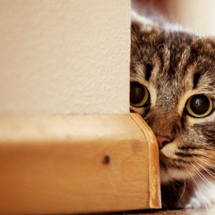 Understanding Cats How Felines View Our Words And Actions Petcarerx
