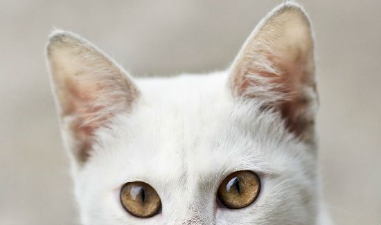 cat-ears-blog