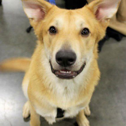 3 Things to Watch for During the National Dog Show