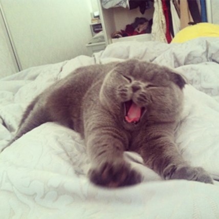 Meet Bacon: Your New Favorite Internet Cat